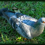 New Orleans Pigeon