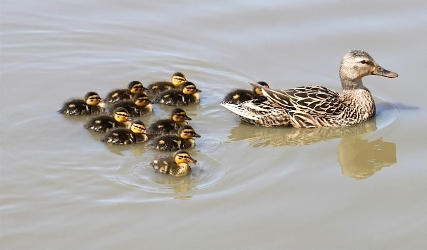 Momma and Ducklings