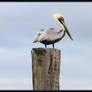 Louisiana Pelican 8