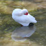 The White Ibis