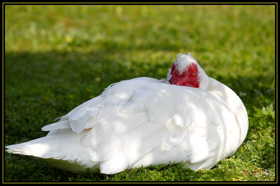 Sinister Muscovy Duck