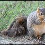 Hungry Squirrel