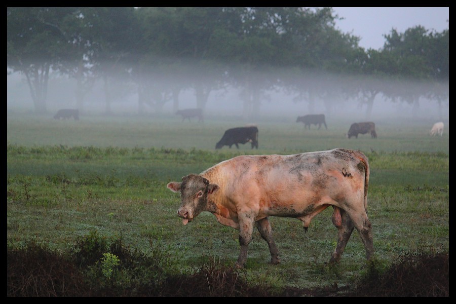 A Very Rude Bull