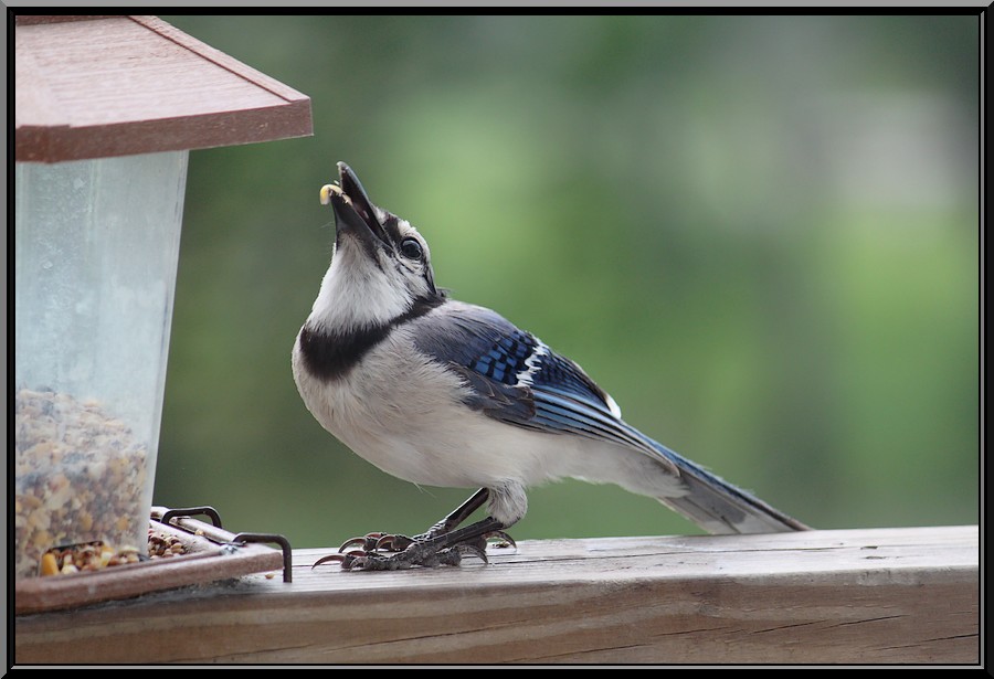 Feeding The Blue Jay