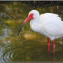 The White Ibis 2