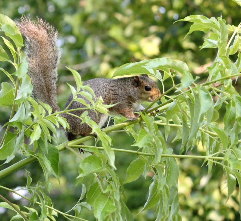 Lafreniere Park Squirrel