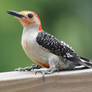 Red Bellied Woodpecker 2