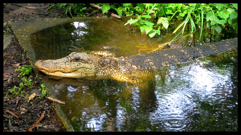 Louisiana White Gator