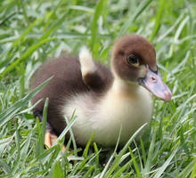 Adorable Baby Duckling