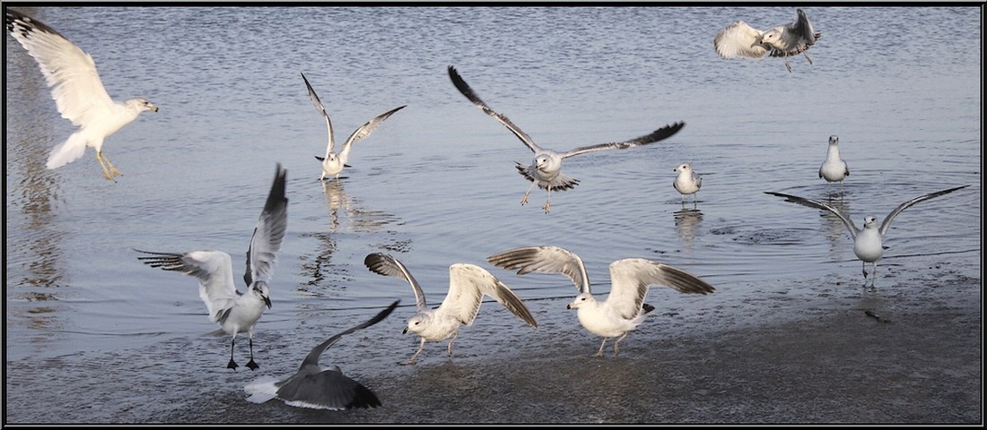 Gulls at Play