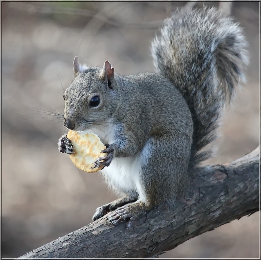 Squirrels Prefer Ritz