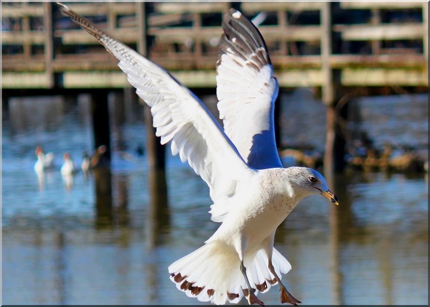 Ring Billed Gull