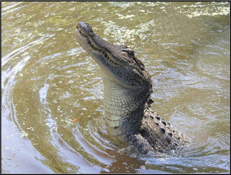 Smiling Gator by SalemCat