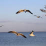 Gulls Flying Over Lake Palourde