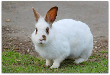 Lafrienier Park Bunny by SalemCat