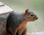 The Amazing Telekinetic Squirrel by SalemCat