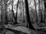 Swamp Path by SalemCat