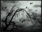 Ravens Night by SalemCat
