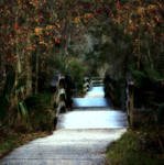 Path of Shadows by SalemCat