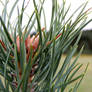 Macro pine