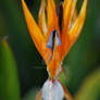 Bird of paradise