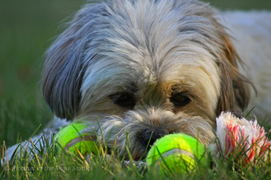 Maggie Contemplating