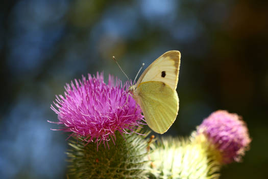 Thistle and butterfly.