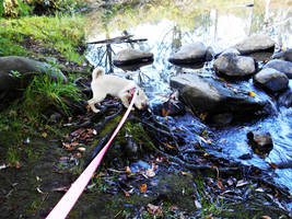 Water Pug