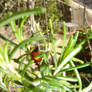 Ladybug in the Veg Garden 02