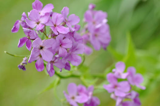 Wildflowers