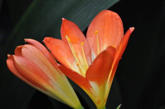 Tropical Lilies