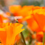 California Poppy 6