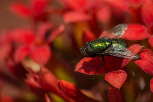 Fly on flower