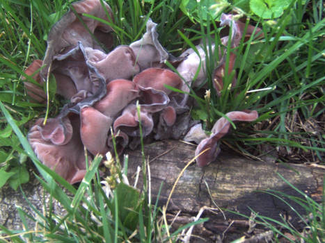 wood ear