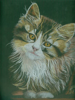 CAT PORTRAIT