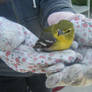 Yellow Throated Vireo