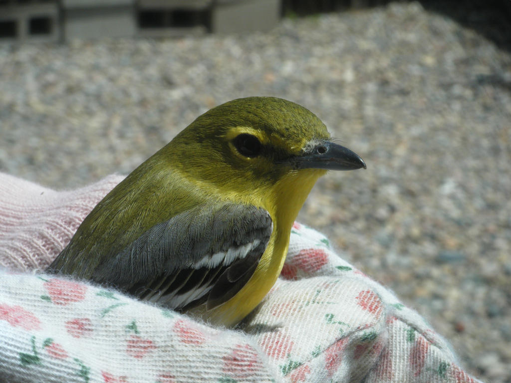 Baby Yellow Throated Vireo