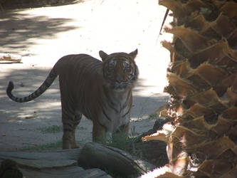 LA Zoo: Tiger