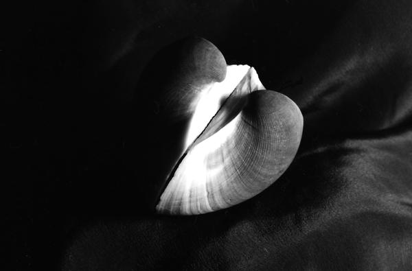 Shell Angle shell angle 1 by big-c4 on DeviantArt