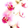 Orchid