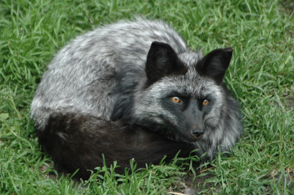 Adult Silver Fox