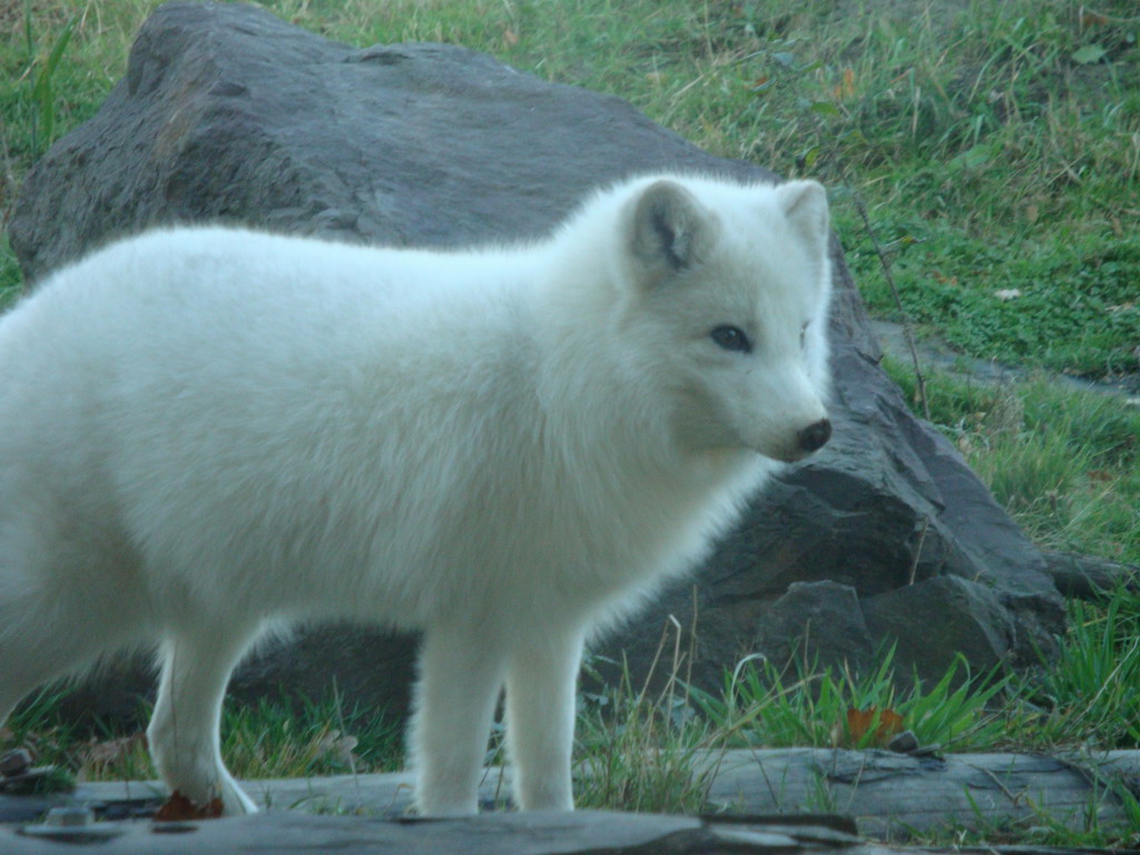 Polar Fox 2