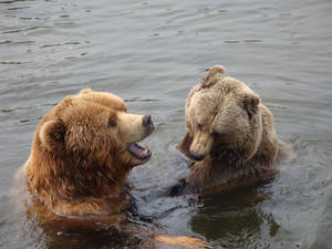 Bears