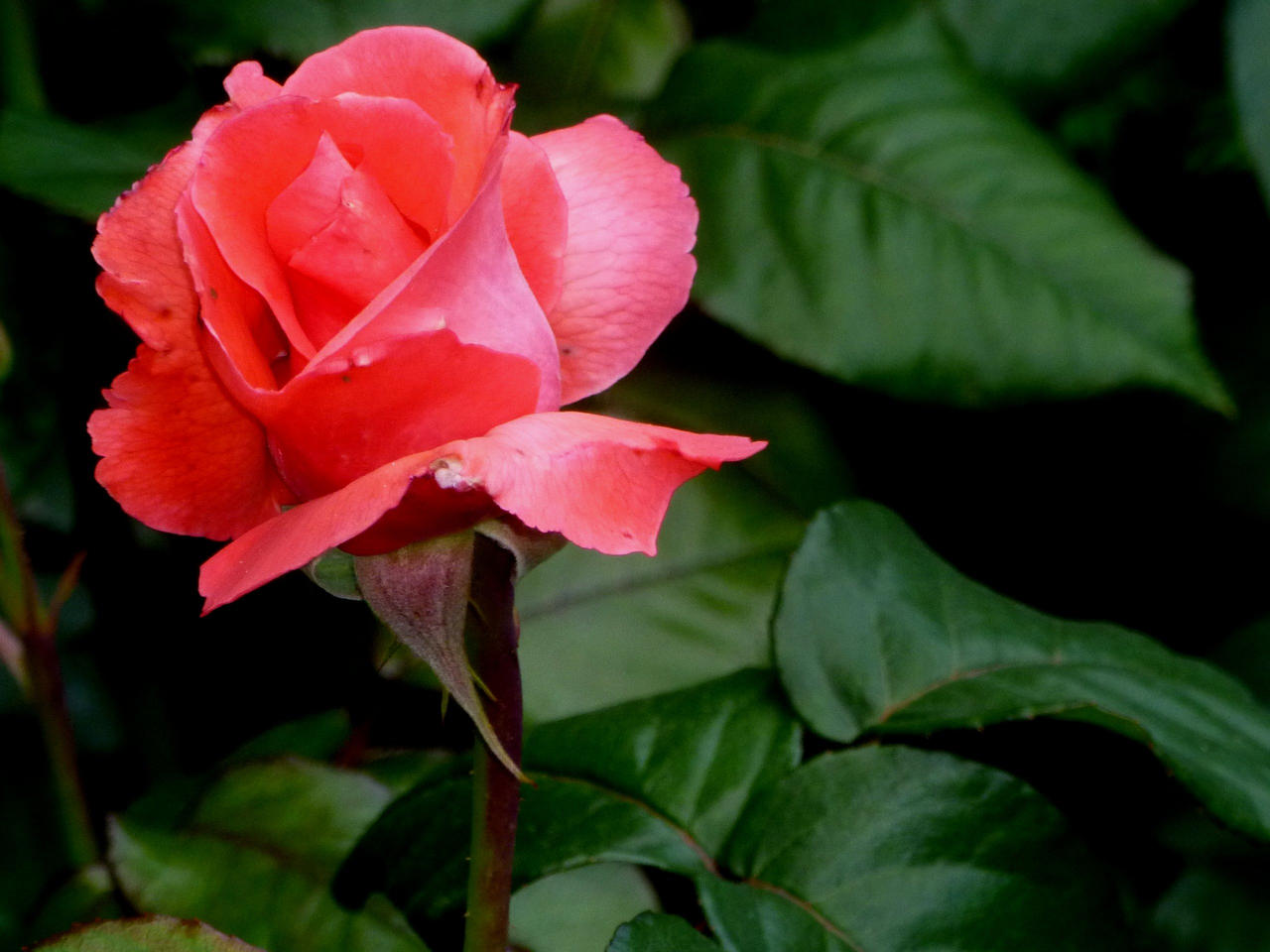 The Power of Roses 2 by LordNobleheart on DeviantArt