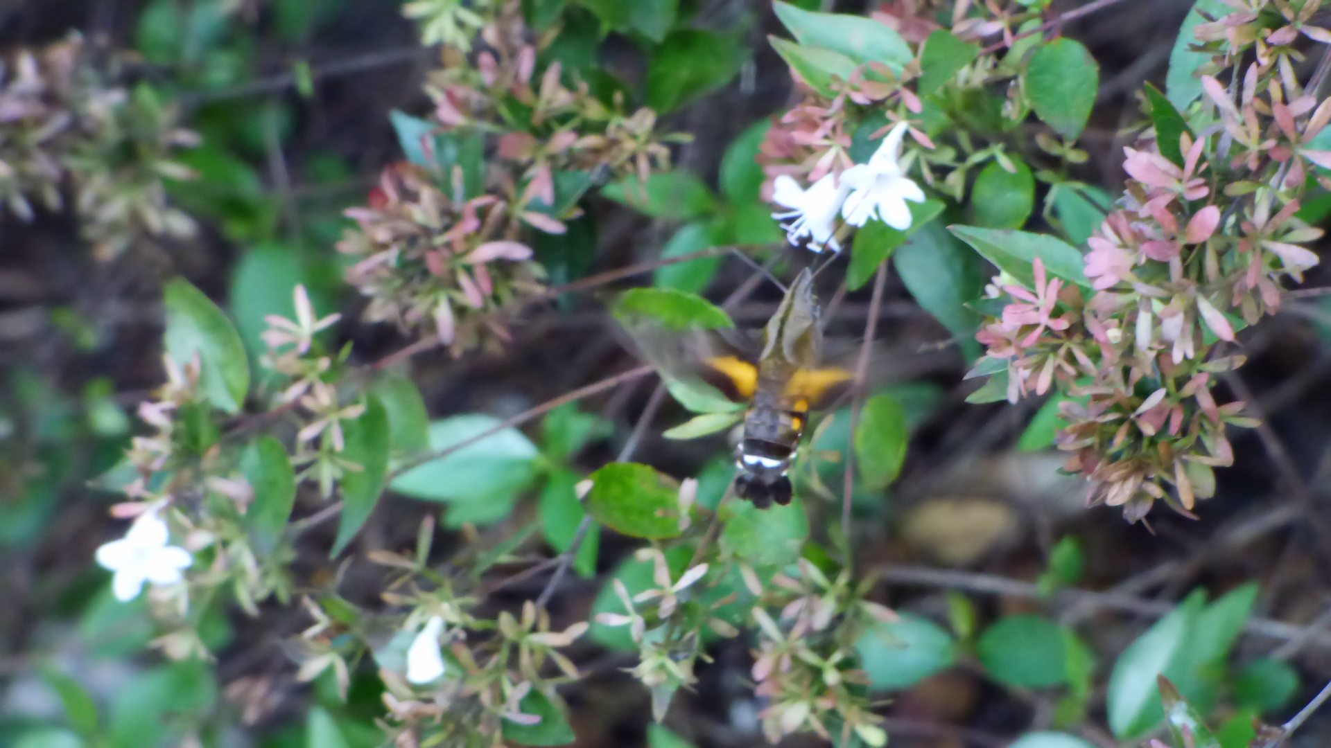 Wallpaper - Flight of the Hummingbird Moth