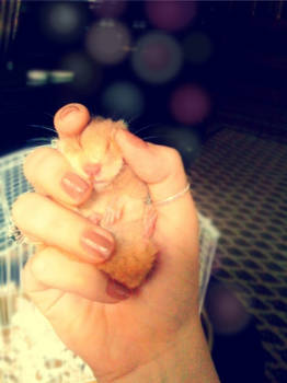 My Hamster