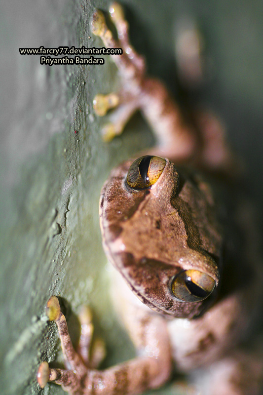 Resting frog 5