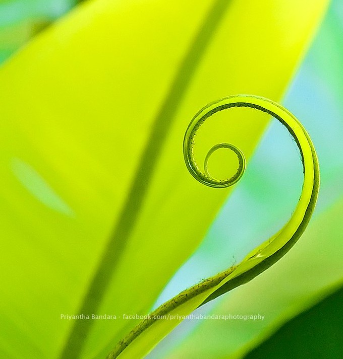 Winding Nature