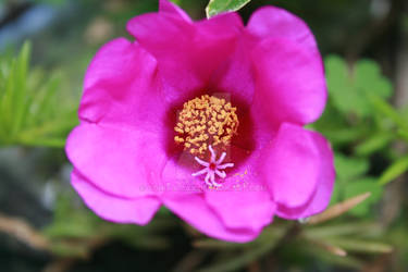 Magenta flower