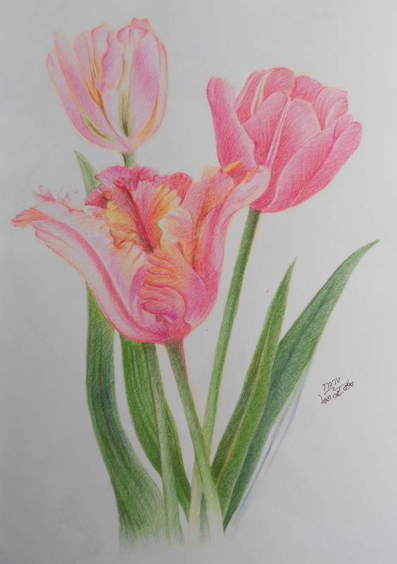 Tulips Pencil Drawing